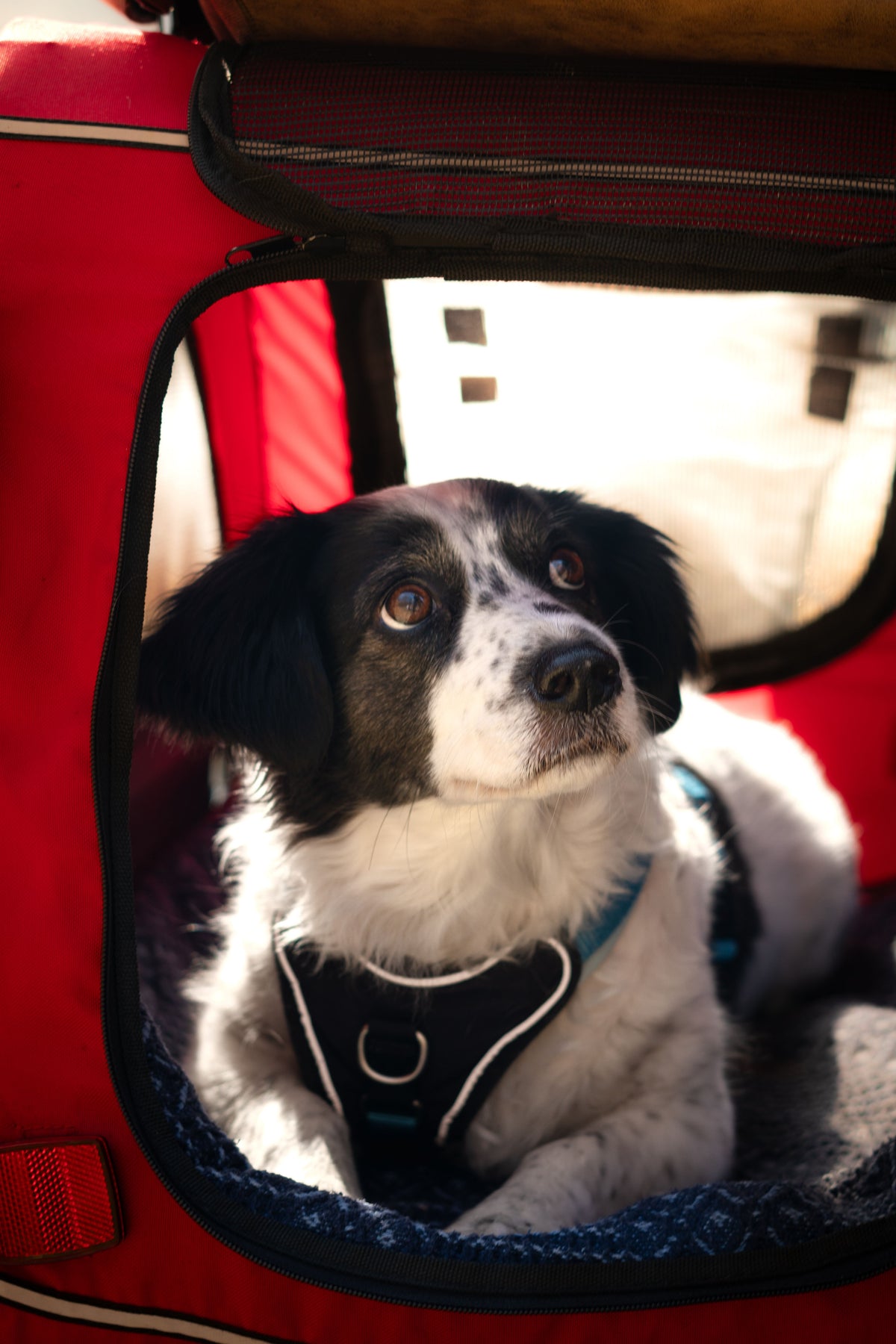 Hund i bil med säkerhetssele
