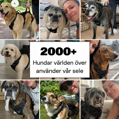 Stödselen för din äldre hund