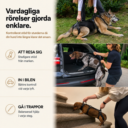 Stödselen för din äldre hund