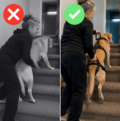 Stödselen för din äldre hund