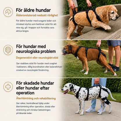 Stödselen för din äldre hund